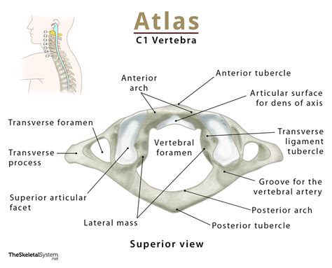 atlasxanatomy nude|Atlas Anatomy Porn Videos 